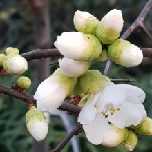 Chaenomeles Yokuku Picture of Chaenomeles Yokuku (7814)