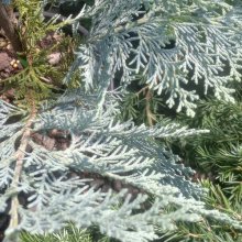 Picture of Chamaecyparis Columnaris Glauca (1096)