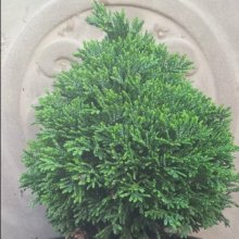 Picture of Chamaecyparis Green Globe (1095)