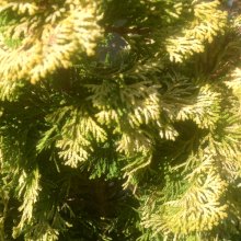 Chamaecyparis Obtusa Confucious Picture of Chamaecyparis Obtusa Confucious (11064)