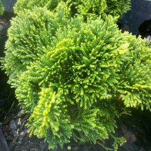Chamaecyparis Obtusa Nana Picture of Chamaecyparis Obtusa Nana (1100)