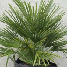 Chamaerops Humilis Picture of Chamaerops Humilis (1103)