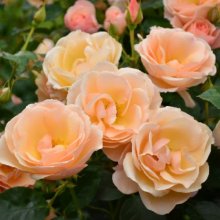 Champagne Breakfast-Rose Picture of Champagne Breakfast-Rose (28481)