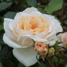 Champagne Moment-Rose Picture of Champagne Moment-Rose (30560)