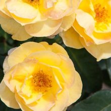 Chance of Peace Std 80cm-Rose Picture of Chance of Peace Std 80cm-Rose (29386)