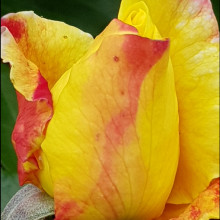 Chance of Peace-Rose Picture of Chance of Peace-Rose (11582)
