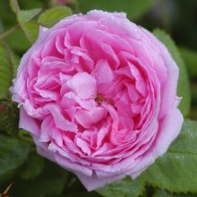 Picture of Chapeau De Napoleon-Rose (7868)