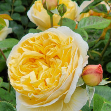 Charles Darwin-Rose Picture of Charles Darwin-Rose (1113)