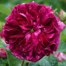 Charles de Mills-Rose Picture of Charles de Mills-Rose (1114)