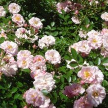 Picture of Charming Bells Std 1.8m Weeper-Rose (1119)
