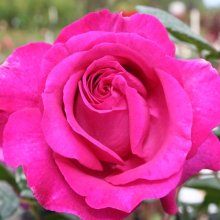 Chartreuse de Parme-Rose Picture of Chartreuse de Parme-Rose (1123)