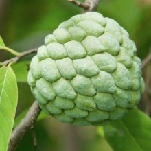 Cherimoya Bayes Picture of Cherimoya Bayes (28437)