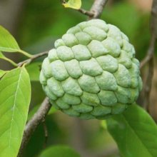 Picture of Cherimoya Bronceada (28438)