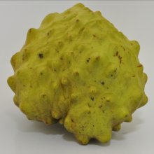 Picture of Cherimoya Burtons Favourite (29774)