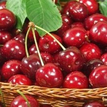 Picture of Cherry Burlatt (9591)