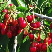 Picture of Cherry Dble Dawson/Lapins (1207)