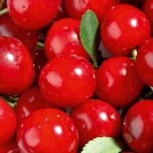 Picture of Cherry Griotella CT (8033)