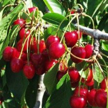 Picture of Cherry Lapins CT (1209)