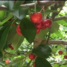 Picture of Cherry Modesto (9593)