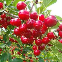 Cherry Oblacinska Picture of Cherry Oblacinska (6264)
