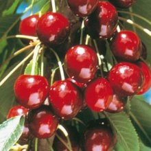 Cherry Stella Picture of Cherry Stella (1215)
