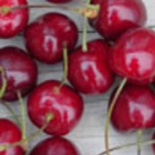 Cherry Tangshi CT Picture of Cherry Tangshi CT (1218)