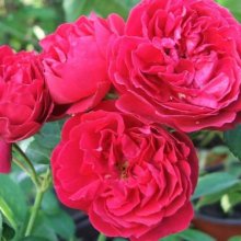 Chevy Chase Clg-Rose Picture of Chevy Chase Clg-Rose (1221)