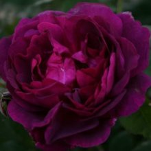 Chianti-Rose Picture of Chianti-Rose (1222)