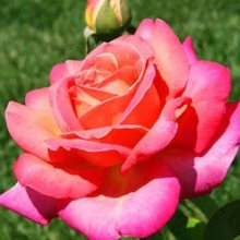 Chicago Peace-Rose Picture of Chicago Peace-Rose (1223)
