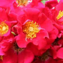 Picture of Chimo Std 1.8m Weeper-Rose (1225)