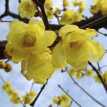 Picture of Chimonanthus Praecox Luteus (7080)