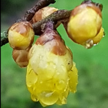 Picture of Chimonanthus Praecox (1227)