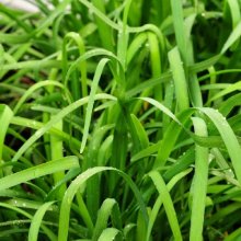 Chives Garlic Picture of Chives Garlic (7458)
