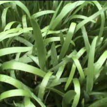 Chives Picture of Chives (7457)