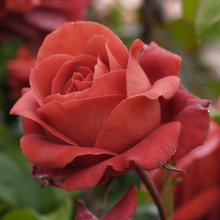 Chocolate Prince-Rose Picture of Chocolate Prince-Rose (1230)