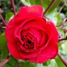 Christchurch Remembers Std 80cm-Rose Picture of Christchurch Remembers Std 80cm-Rose (10834)