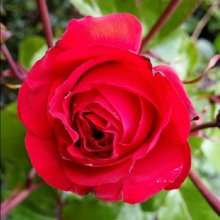Christchurch Remembers-Rose Picture of Christchurch Remembers-Rose (10344)