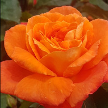 Christchurch Std 80cm-Rose Picture of Christchurch Std 80cm-Rose (9413)