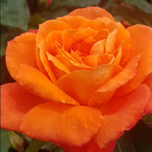 Christchurch-Rose Picture of Christchurch-Rose (9412)