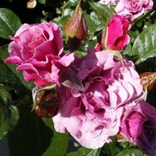 Picture of Cinderella-Rose (10845)
