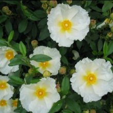 Cistus Bennetts White Picture of Cistus Bennetts White (1241)