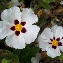 Cistus Lusitanicus Picture of Cistus Lusitanicus (1245)