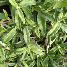Cistus Skanbergii Picture of Cistus Skanbergii (1246)