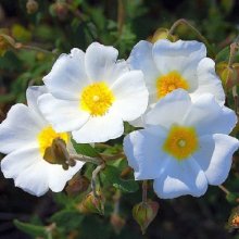 Cistus Snowmound Picture of Cistus Snowmound (8261)