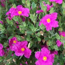 Cistus Sunset Picture of Cistus Sunset (6021)