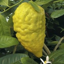 Citrus Etrog Picture of Citrus Etrog (28449)