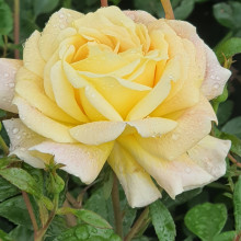 City of Lights-Rose Picture of City of Lights-Rose (10824)