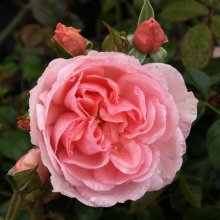 Picture of City of Sails Clg-Rose (1252)