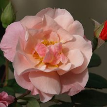 Picture of Clair Matin Clg-Rose (1256)