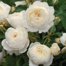Claire Austin Std 80cm-Rose Picture of Claire Austin Std 80cm-Rose (11245)